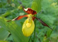 Lady Slipper special specii de plantare finețe și de întreținere, de reproducere