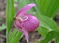 Lady Slipper special specii de plantare finețe și de întreținere, de reproducere