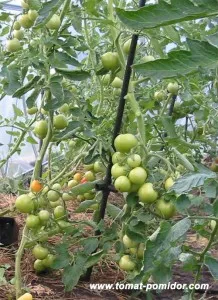 Изборът на сортове домати