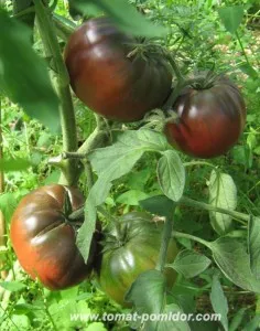Изборът на сортове домати