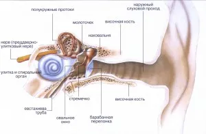 Urechi după un cap rece și inflamat pus ce să facă, toate sinuzita