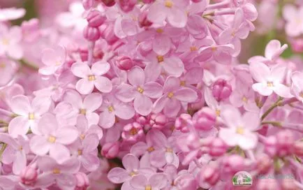 Care lila a tavaszi - hogyan nőnek egy virágzó bokor