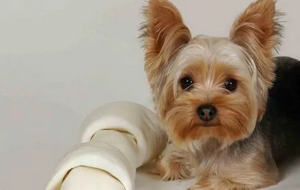 Îngrijire Yorkshire Terrier, yorkmoy York meu