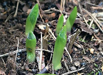 Lady Slipper special specii de plantare finețe și de întreținere, de reproducere