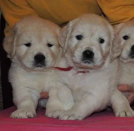 Grija pentru un Golden Retriever catelus