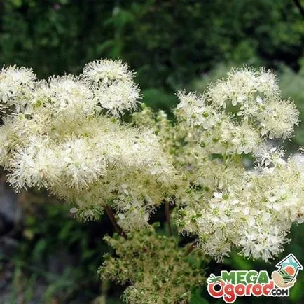 Видове Meadowsweet наркотици, неговите правила за отглеждане и грижа