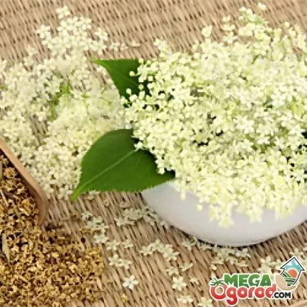 Видове Meadowsweet наркотици, неговите правила за отглеждане и грижа