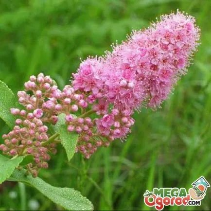 Видове Meadowsweet наркотици, неговите правила за отглеждане и грижа