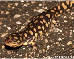 amfibieni Cultivarea tailed (amfibii) din ouă, ouă newts ouătoare, apariția larvelor