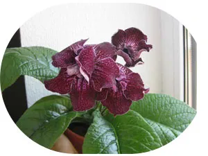 Cultivarea Streptocarpus, îngrijirea streptokarpusy și cultivare, forum streptokarpusy streptokarpusy