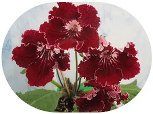 Отглеждане Streptocarpus, streptokarpusy грижи и отглеждане, streptokarpusy форум streptokarpusy