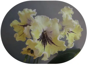 Отглеждане Streptocarpus, streptokarpusy грижи и отглеждане, streptokarpusy форум streptokarpusy