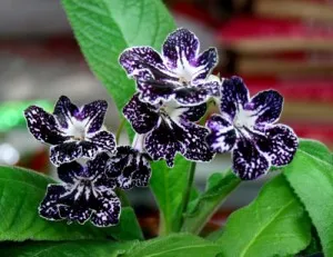 Növekvő Streptocarpus levél