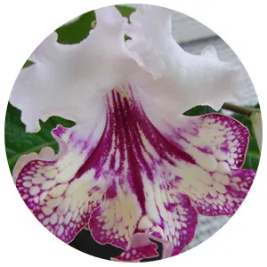 Отглеждане Streptocarpus, streptokarpusy грижи и отглеждане, streptokarpusy форум streptokarpusy