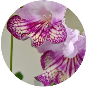 Отглеждане Streptocarpus, streptokarpusy грижи и отглеждане, streptokarpusy форум streptokarpusy