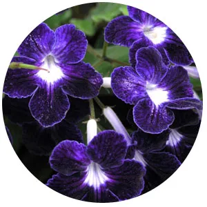 Отглеждане Streptocarpus, streptokarpusy грижи и отглеждане, streptokarpusy форум streptokarpusy