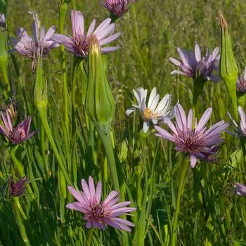 Cultivarea ovăz rădăcină alb - îngrijirea plantelor și rețete