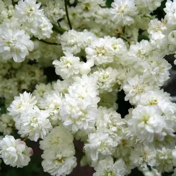 Termesztése Meadowsweet (Filipendula)