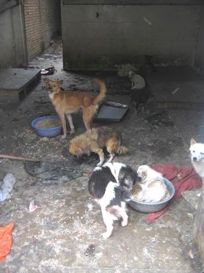 Kínában, kutyákat és macskákat megölték és megették az utcán