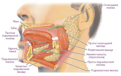 Inflamarea glandelor salivare ale simptomelor si cauzele bolii, diagnostic și tratament