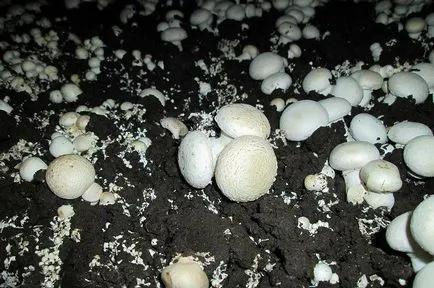 Növekvő gombát otthon kezdőknek