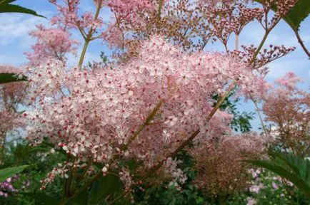 Termesztése Meadowsweet (Filipendula)