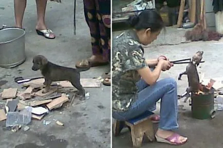 В Китай, кучета и котки са убити и изядени на улицата