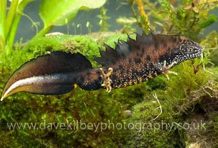 amfibieni Cultivarea tailed (amfibii) din ouă, ouă newts ouătoare, apariția larvelor