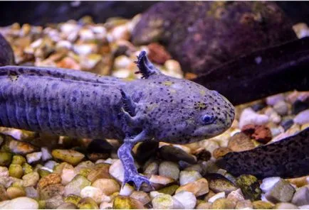 amfibieni Cultivarea tailed (amfibii) din ouă, ouă newts ouătoare, apariția larvelor