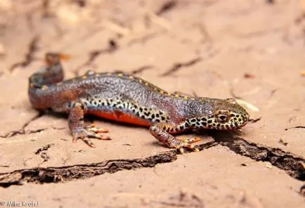 amfibieni Cultivarea tailed (amfibii) din ouă, ouă newts ouătoare, apariția larvelor