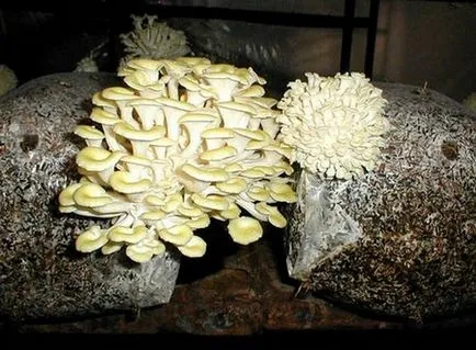Гъби отглеждане в оранжерия как да се размножават гъбички в оранжерията