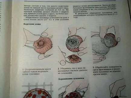 Növekvő jácint magról, növekvő jácint a nyílt terepen, a mindennapi élet