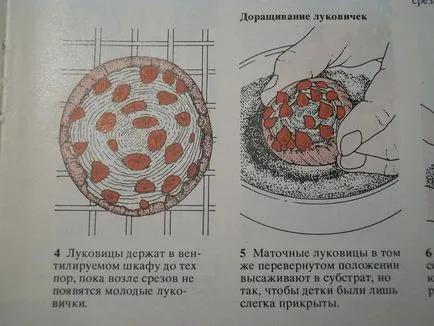 Növekvő jácint magról, növekvő jácint a nyílt terepen, a mindennapi élet