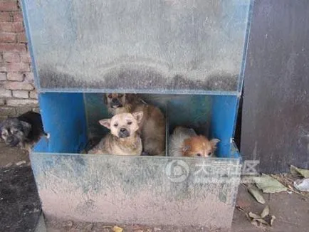 Kínában, kutyákat és macskákat megölték és megették az utcán