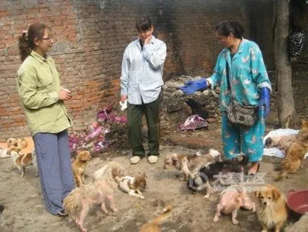 В Китай, кучета и котки са убити и изядени на улицата