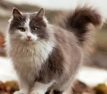 Heyletioz котка патоген, лечението - всичко за котки и котки с любов