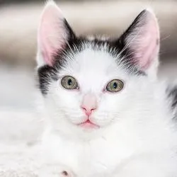 Heyletioz котка патоген, лечението - всичко за котки и котки с любов