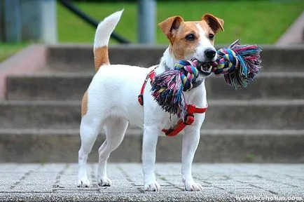 A természet a fajta Dzhek Rassel Terrier