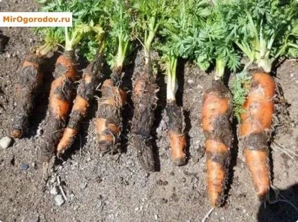 Dăunători morcovi și controlul simptomelor, precum și echipamente de siguranță