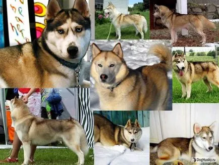 Toate culorile de Husky Siberian, culori Husky descriere