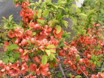 Chaenomeles Japán - Hogyan növekszik és gondozása növények