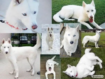 Toate culorile de Husky Siberian, culori Husky descriere