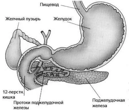 Холецистит и панкреатит симптоми, лечение и профилактика