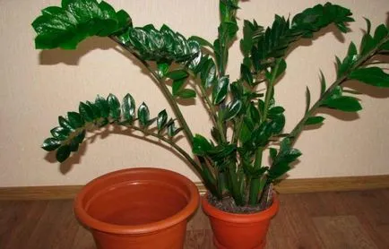 Zamioculcas - transplantare și multiplicarea flori atunci când se deplasează într-un alt vas