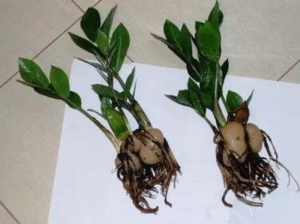 Zamioculcas - transplantare și multiplicarea flori atunci când se deplasează într-un alt vas