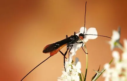 Tíz dolog, hogy fogja túlélni egy nukleáris háború