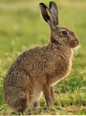 Hare Hare - vanatori despre vanatoare!