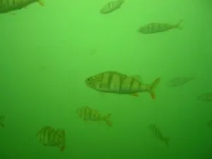 Apa verde in acvariu