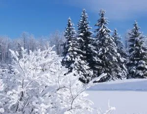 Téli esküvő házasság januárjában jelzi portál - tippek a nők és a lányok