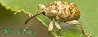 Beetle Weevil, hogyan kell kezelni a zsizsik epret